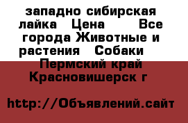 западно сибирская лайка › Цена ­ 0 - Все города Животные и растения » Собаки   . Пермский край,Красновишерск г.